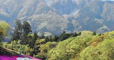 絶景シバザクラ、GW突入へ　秩父・羊山公園“芝桜の丘”、鮮やかに40万株以上がお出迎え　広大な花畑1万7600平方メートル、イベントも開催　いつまで楽しめる