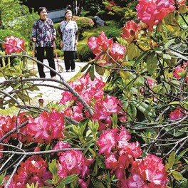 シャクナゲ１万株、華やか　回遊式日本庭園「石照庭園」　島根・雲南