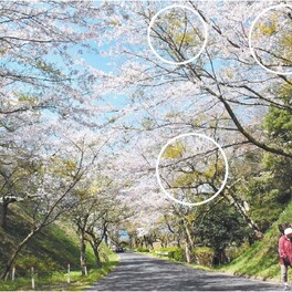 竜王山の桜がピンチ　老木化とテングス病拡大、求められる適正管理ビジョン【山陽小野田】