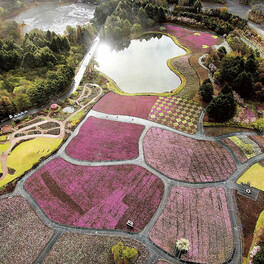 富士山麓にピンクのじゅうたん　シバザクラ見頃、桜と共演も　山梨・富士本栖湖リゾート