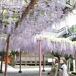 佐賀関の早吸日女神社でフジの花見頃　5月3日は恒例の「ふじ祭」開催