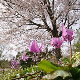 春の妖精 桜と競演　5月6日までカタクリ回廊　岩手・西和賀