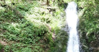 新緑の中を流れる清水 観光客癒やす　“津山の奥座敷” 横野滝（岡山県津山市）で滝開き