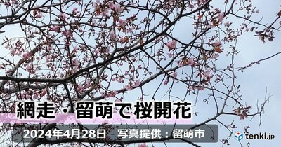 北海道　網走と留萌で桜開花　網走で史上2番目、留萌で史上3番目の早さに!