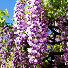「亀戸天神」藤の花が降りそそぐ絶景  紫に染まった雅な名所で粋なGWを過ごす【東京都 江東区】