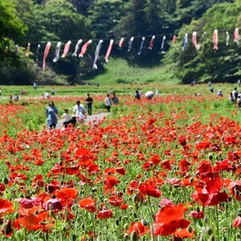 横須賀・久里浜の「花の国」、ポピーとこいのぼり５０匹が競演