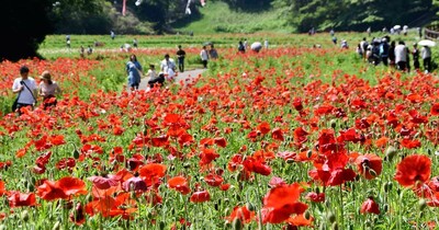 横須賀・久里浜の「花の国」、ポピーとこいのぼり５０匹が競演