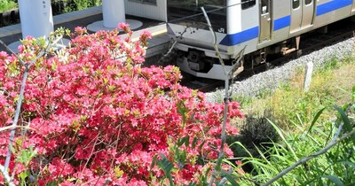 鉄路彩る復活の花　ＪＲ夜ノ森駅のツツジ見頃に　福島県富岡町