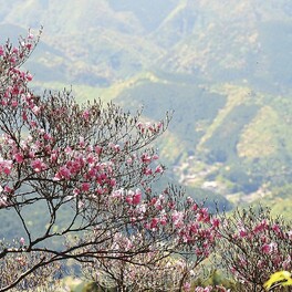 アケボノツツジ咲く　和歌山・紀南の山中
