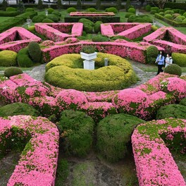 ピンク色の幾何学模様　宇都宮大、フランス式庭園でツツジ見頃