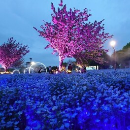 東京・舎人公園でネモフィラの絶景を！昼も夜も美しい「青い花畑」への誘い