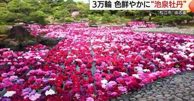 日本庭園の池一面に花３万輪のグラデーション　由志園「池泉牡丹」が観光客魅了（松江市）