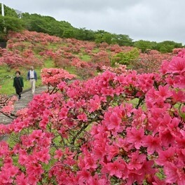 斜面鮮やか、新緑に映え　栃木県矢板市・長峰公園でツツジ５千株が見頃