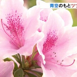 青空のもとツツジ色鮮やかに　3月の低温で開花遅れ来週末見ごろ　富山市では12日ぶりに10℃下回る