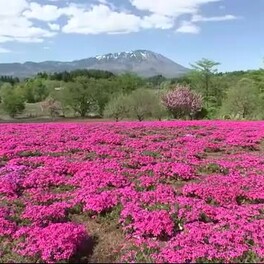 丘一面をピンク色に染めるシバザクラ　例年より１０日ほど早い咲き始め＜岩手・雫石町＞
