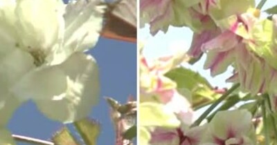 【北海道の天気 5/2(木)】城下町で“”黄緑色のサクラ“”が満開　ゴールデンウイーク後半の花見＆行楽日和は？