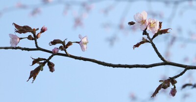 北海道釧路市で日本一遅い桜開花　桜前線が約4カ月で列島縦断