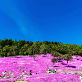 １日に開花宣言された芝桜　ＧＷ明けに最盛期…滝上町・あの街行く北海道