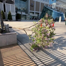 【速報】JR札幌駅前のライラックの木が倒れる けが人なし 風で倒れたか？ 札幌市内の最大瞬間風速は24.1メートル