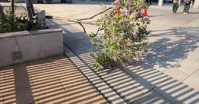 【速報】JR札幌駅前のライラックの木が倒れる けが人なし 風で倒れたか？ 札幌市内の最大瞬間風速は24.1メートル
