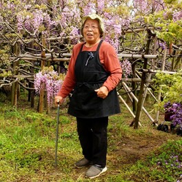 南足柄・長井さん宅の立ち木造りの藤　今年も咲き誇り多くの人に感動与える