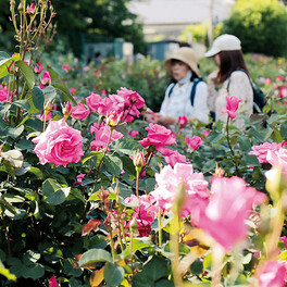 色とりどり200種3千株…与野公園のバラ、咲き始める　11日から「ばらまつり」　今年は見頃と重なりそう