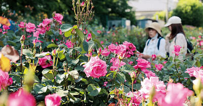 色とりどり200種3千株…与野公園のバラ、咲き始める　11日から「ばらまつり」　今年は見頃と重なりそう
