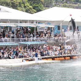 津久見市でイルカ島フェスティバル始まる　大ジャンプにびっくり