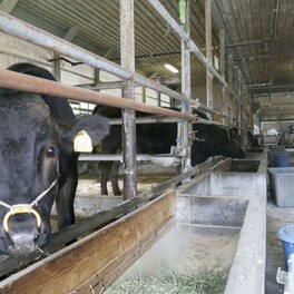 地元産海藻で牛のげっぷ対策　温暖化抑止へ検証、神奈川県
