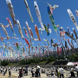 「こどもの日」の青空にこいのぼり1000匹泳ぐ　大阪高槻・芥川で
