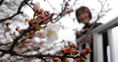 北海道・根室でチシマザクラ開花　「遅咲き日本一」4年連続