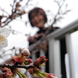 北海道・根室でチシマザクラ開花　「遅咲き日本一」4年連続