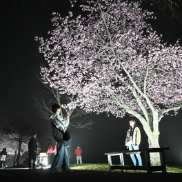 夜桜ライトアップ、幻想的雰囲気漂う　厚岸の子野日公園