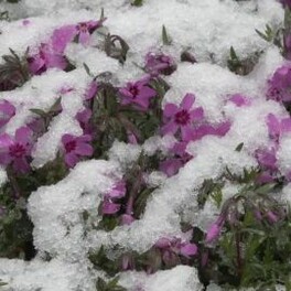 5月なのに"季節外れの雪" 芝ざくらも雪の下に…北海道北部やオホーツク海側で積雪 峠や山間部は路面凍結に注意