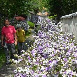 了仙寺でジャスミンの花が満開―下田
