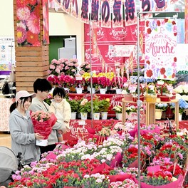 母の日に何を贈る？…バラやカーネーション鉢植えずらり　福井県内の量販店で商戦が本格化