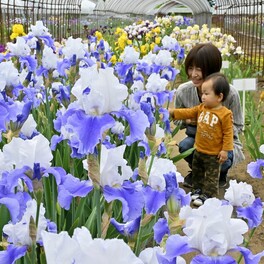 栃木・石橋あやめ園でジャーマンアイリス見頃　風に揺れる「空の色みたい」な花びら　３万株咲きそろう