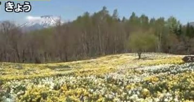 【北海道の天気 5/9(木)】羊蹄山を望むスイセンの丘　黄色や白の鮮やかな花畑が見事…週末はお出かけ日和！最新の週間予報＆1か月予報