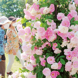 千本が咲き誇る「お屋敷の中のバラ園」　鴻巣・花久の里で例年より早く見頃に　26日までバラまつり、入場無料