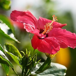 「レッドフラミンゴ」咲く　ハイビスカスが変わり咲き　沖縄
