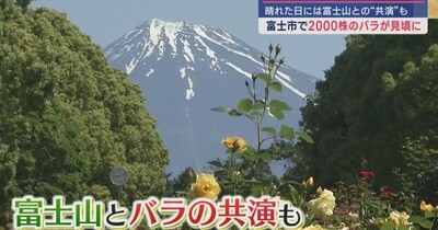 富士山にはバラがよく似合う？　色とりどりのバラが楽しめる　広見公園　静岡・富士市　