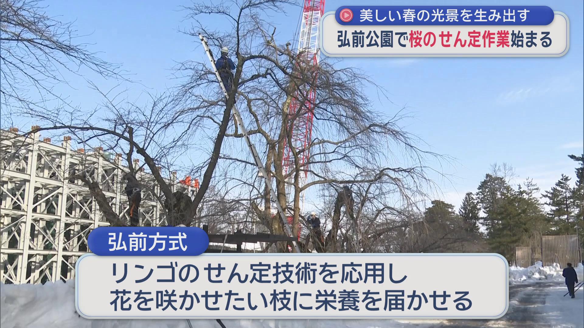 美しい桜の光景を生み出す　弘前公園で桜のせん定作業始まる