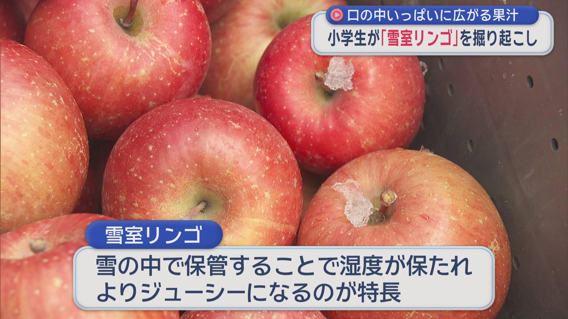 小学生が「雪室リンゴ」を掘り起こし　口の中いっぱいに広がる果汁に笑顔／青森県鶴田町