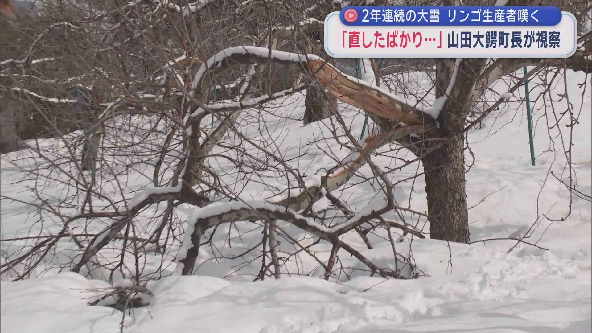 2年連続の大雪　リンゴ生産者嘆く　「直したばかり…」　山田大鰐町長が視察／青森県