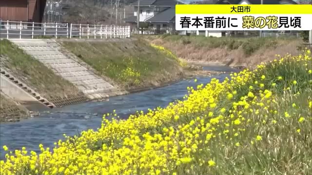 本格的な春の訪れ大田市で「菜の花」見ごろ　気になる「桜の開花」松江・鳥取は26日の予想