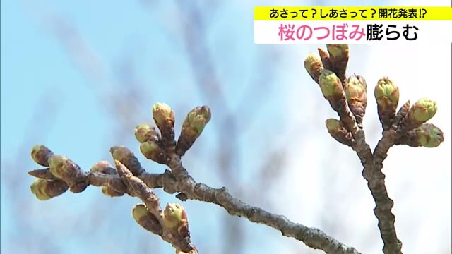 春の便りはもうすぐ！？平年より気温の高い日が多くソメイヨシノ開花も数日早まるか（鳥取）