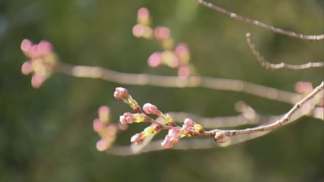 桜「開花宣言」まだ？つぼみ膨らみピンクに色づくも…26日は便り届かず（島根・鳥取）