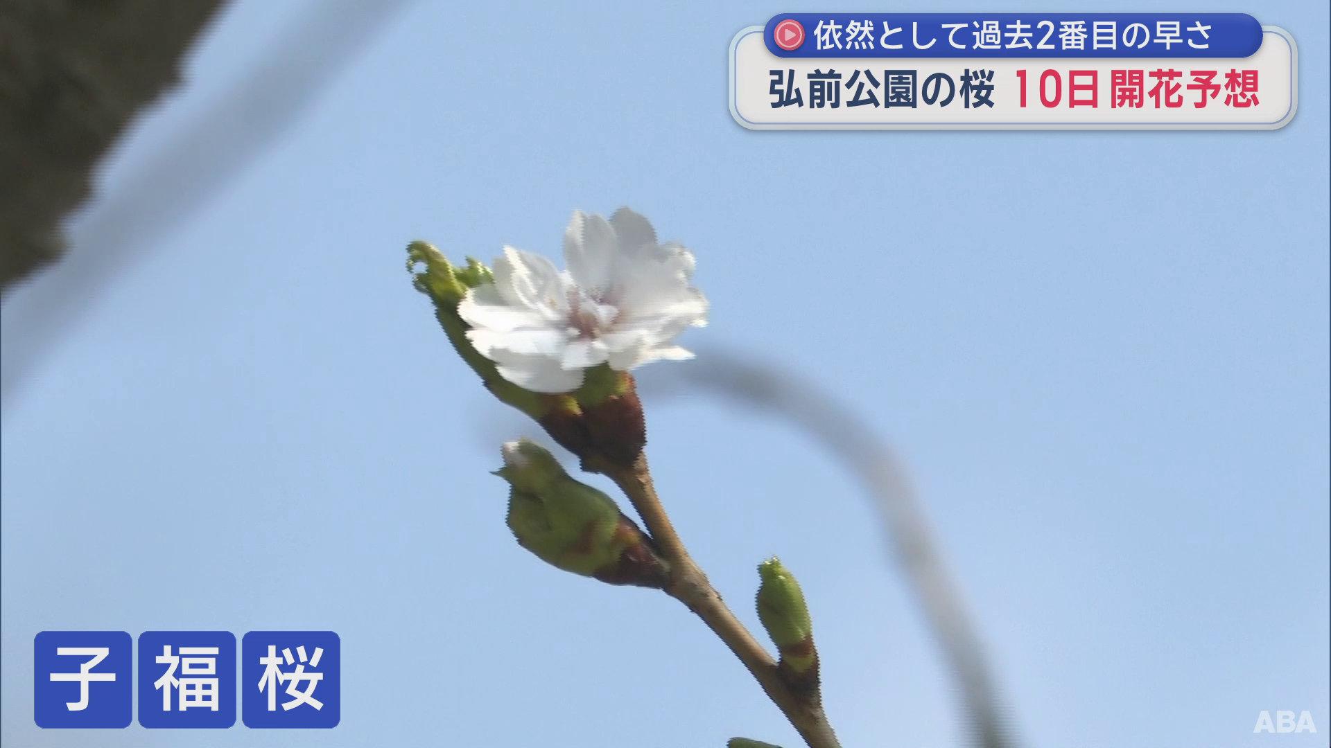 「弘前公園の桜」 10日開花予想で変わらず　過去2番目の早咲きの見通し