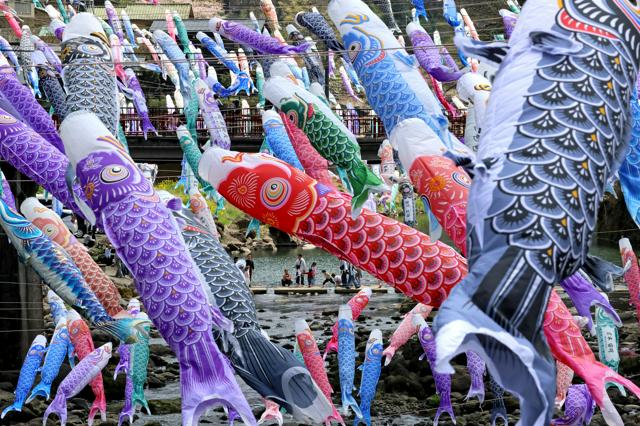 春風に泳ぐカラフルな3000匹 熊本・杖立温泉