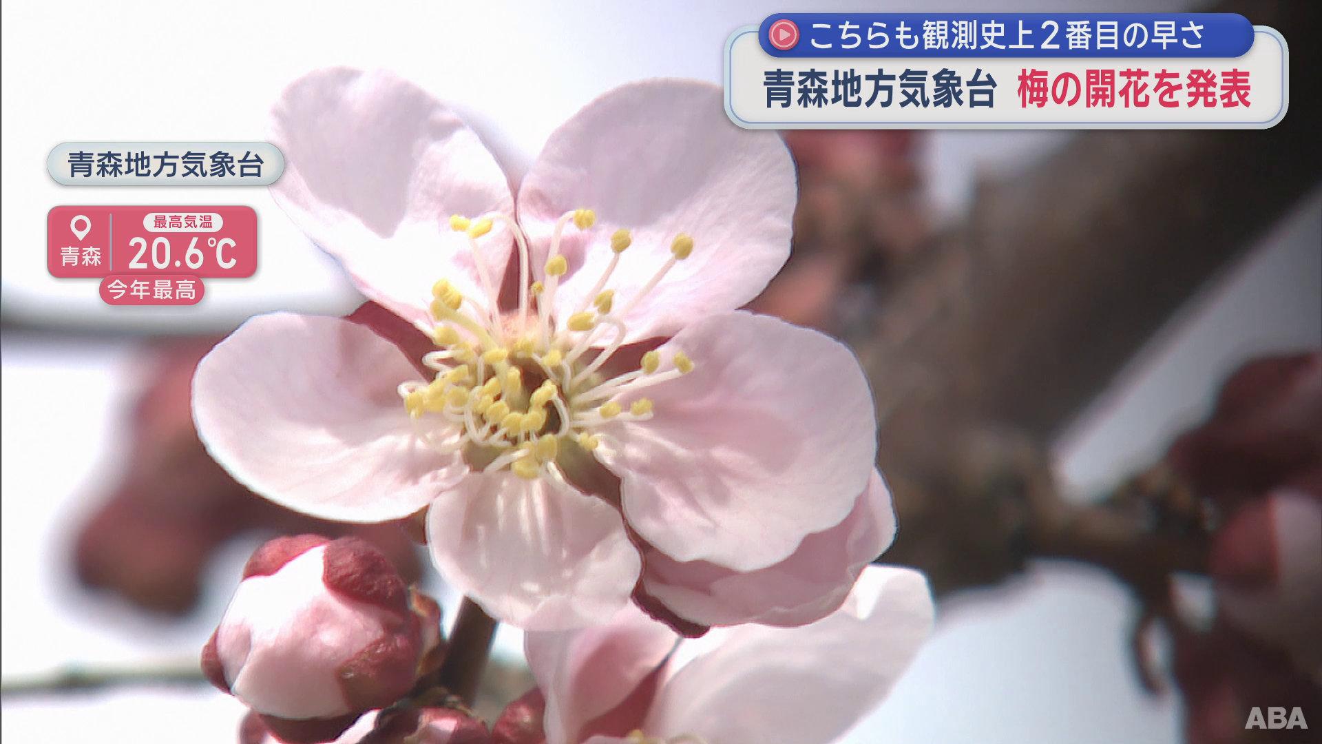観測史上2番目の早さで梅が開花／青森地方気象台